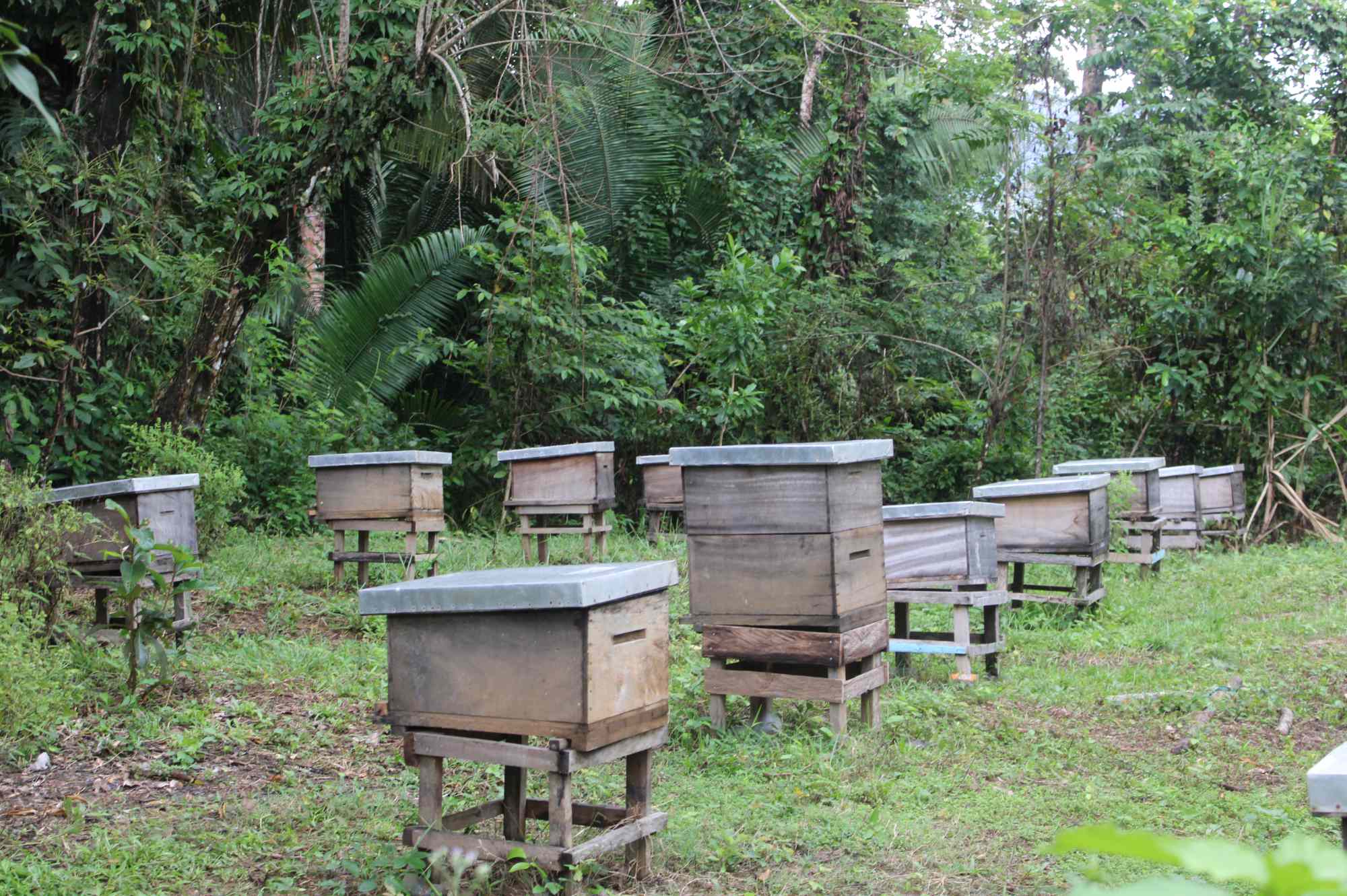 Importancia de las abejas