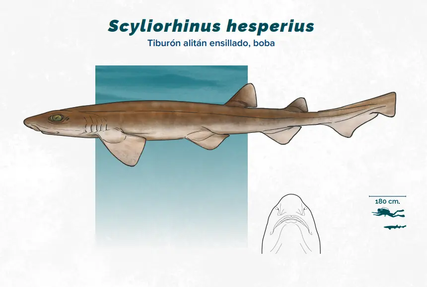 First report of the whitesaddled catshark Scyliorhinus hesperius (Springer 1966) in Guatemala’s Caribbean Sea