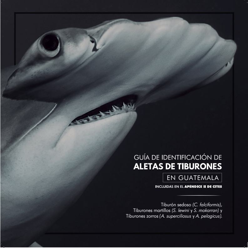 Shark Fin Identification Guide