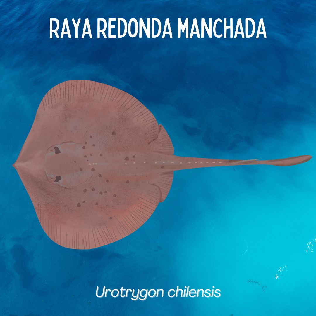 Rayas redondas del Pacífico oriental