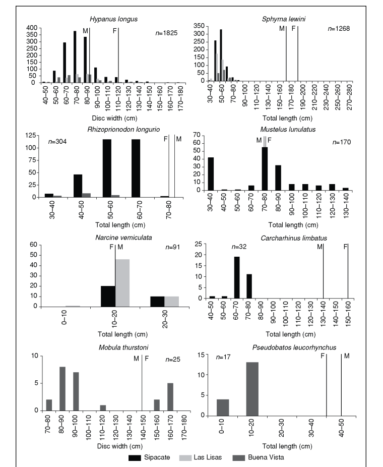 Size frequency distributions of elasmobranch species