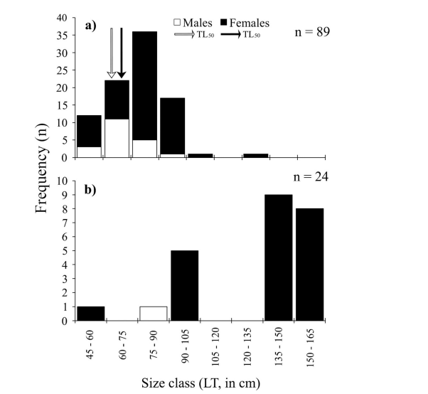 Shark size-frequency distribution