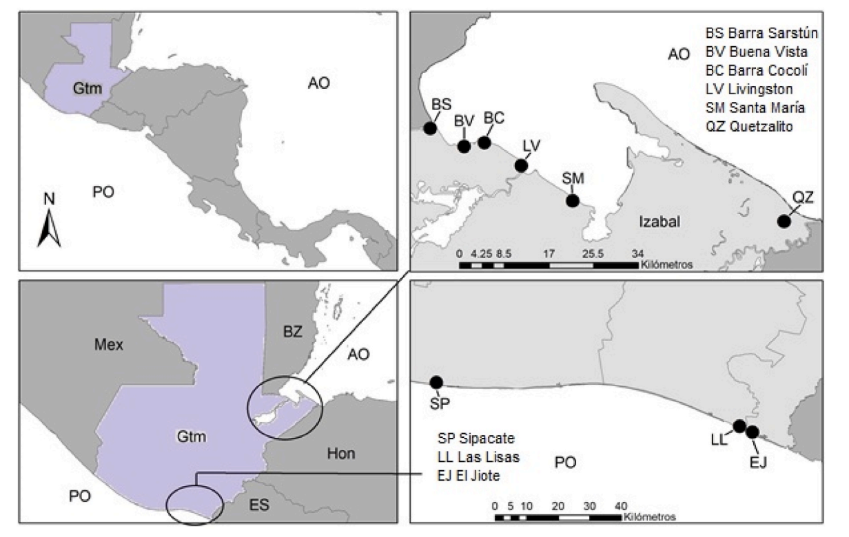 Elasmobranchs small-scale fishery in Guatemala: Socioeconomic aspects and value chain structure