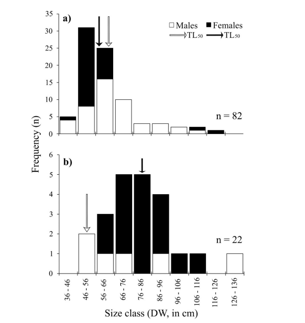 Ray size-frequency distribution