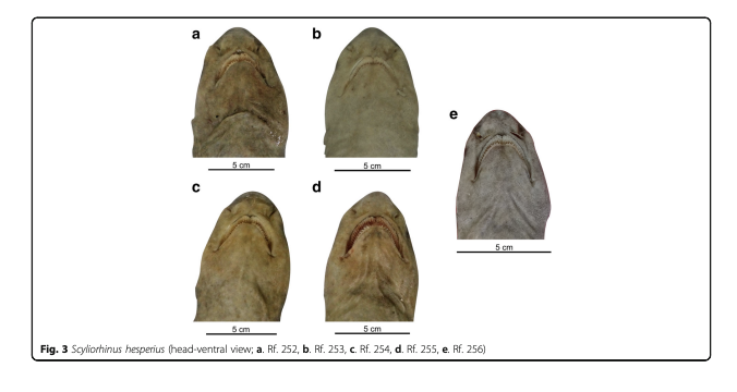 Ventral head views of whitesaddled catshark specimens