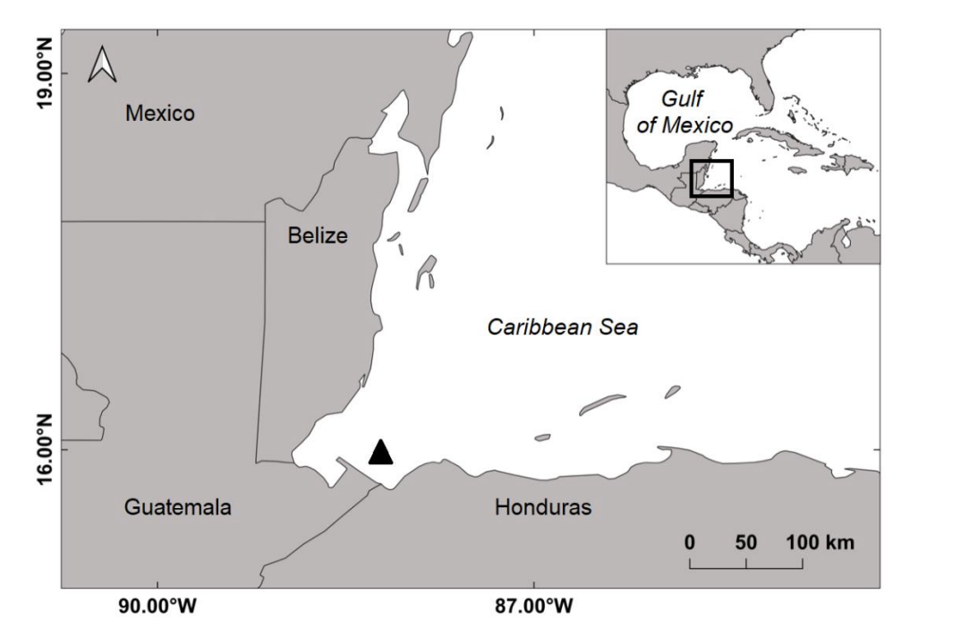 Nuevos registros y morfometría del tiburón de seis agallas del Atlántico Hexanchus vitulus en la costa caribeña de Guatemala