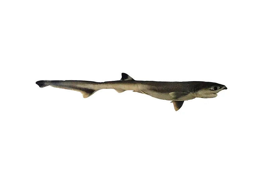 First record of Heptranchias perlo (Bonnaterre 1788) in Guatemala’s Caribbean Sea