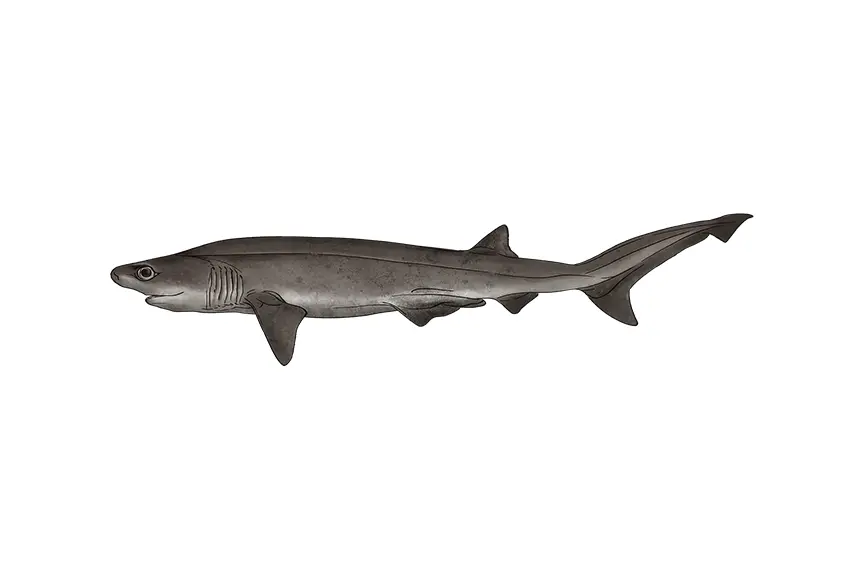 Nuevos resgistros y morfometría del tiburón de seis agallas del Atlatántico Hexanchus Vitulus en la Costa del Caribe de Guatemala
