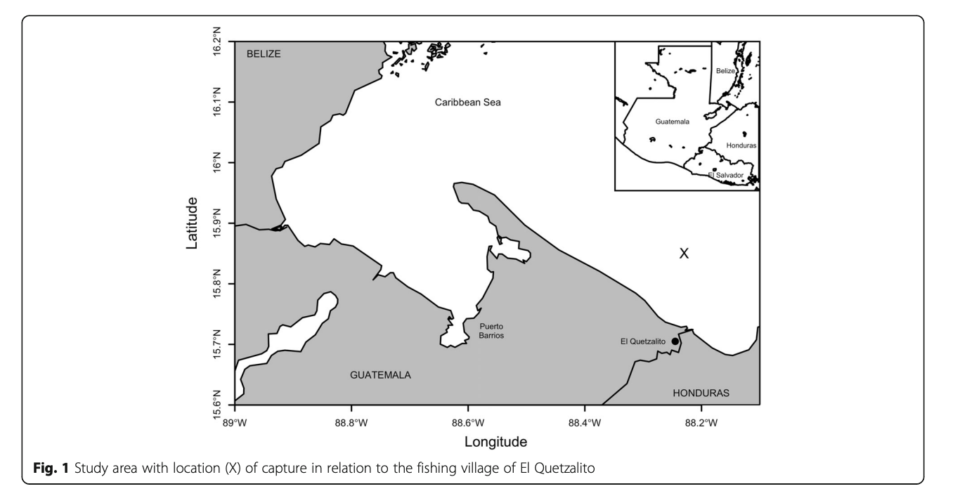 Primer reporte del tiburón gato de silla blanca Scyliorhinus hesperius (Springer, 1966) en el mar Caribe de Guatemala