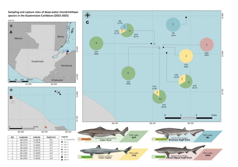 Combining monitoring approaches to reveal deep‑water chondrichthyans diversity in the Caribbean waters of Guatemala