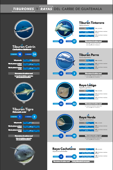 Sharks and Rays of the Guatemalan Caribbean Poster