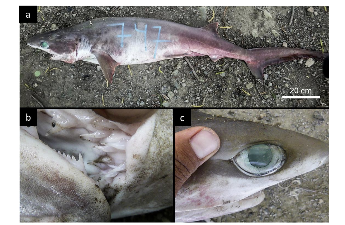 Ejemplar de tiburón de seis agallas del Atlántico y sus rasgos diagnósticos