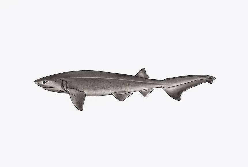 First record of the bluntnose sixgill shark Hexanchus griseus (Bonnaterre, 1788) in the Guatemalan Caribbean Sea