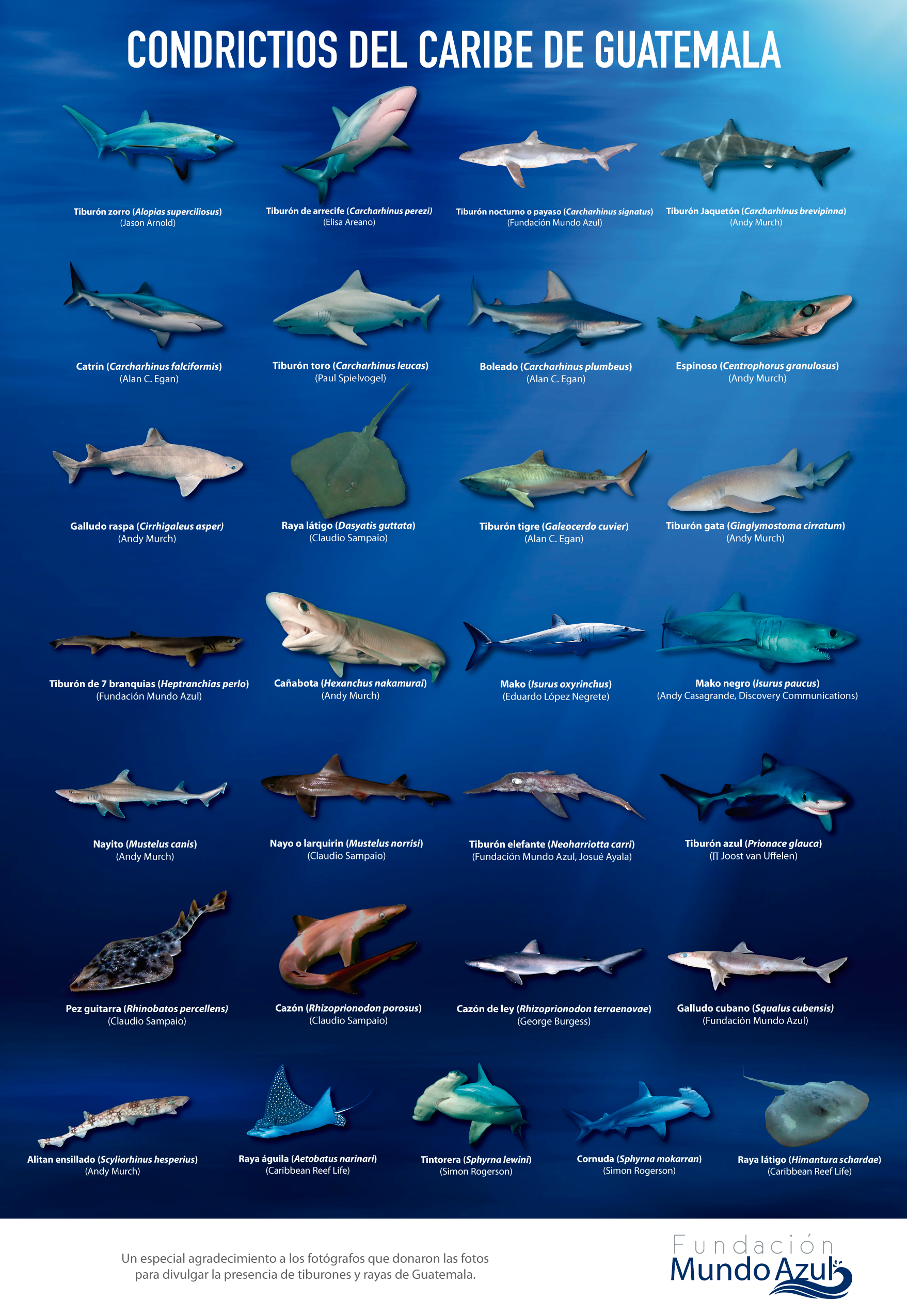 Poster Condrictios de Guatemala