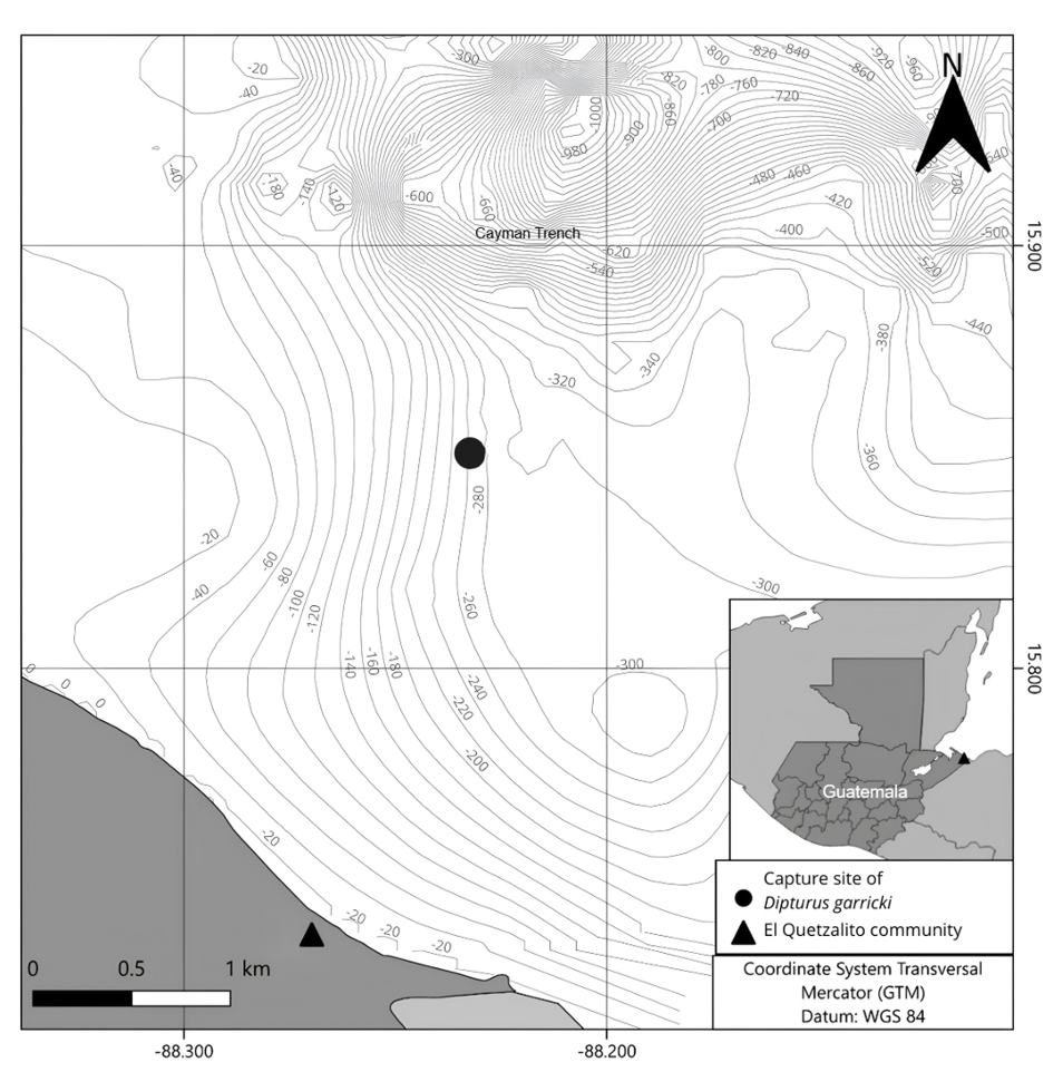 Figure 1. Approximate location of the capture site of Dipturus garricki (black circle) near the margin of the Cayman Trench in the Guatemalan Caribbean, and the location of the El Quetzalito fishing community (black triangle), where the specimen was landed. Bathymetric contours (m) are shown to illustrate the deep-water environment. The inset indicates the location of the study area within Guatemala.