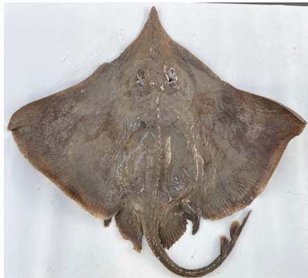 First record of the San Blas skate Dipturus garricki (Bigelow and Schroeder, 1958) in the Guatemalan Caribbean Sea