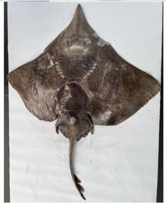 Figure 2b. Ventral view of the same Dipturus garricki specimen.
