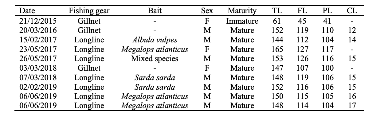 Registros de Hexanchus vitulus en la costa caribeña de Guatemala