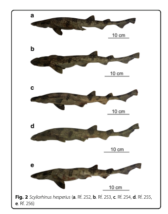 Whitesaddled catshark specimens