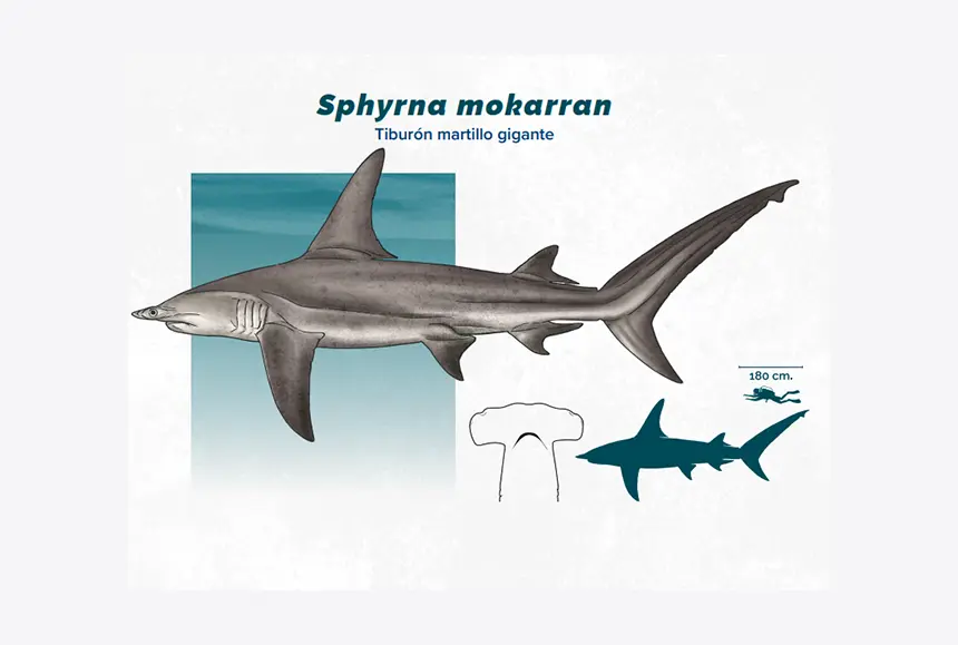 First record of the scoophead shark (Sphyrna media) and new records of great hammerhead sharks (Sphyrna mokarran) in the Guatemalan Pacific