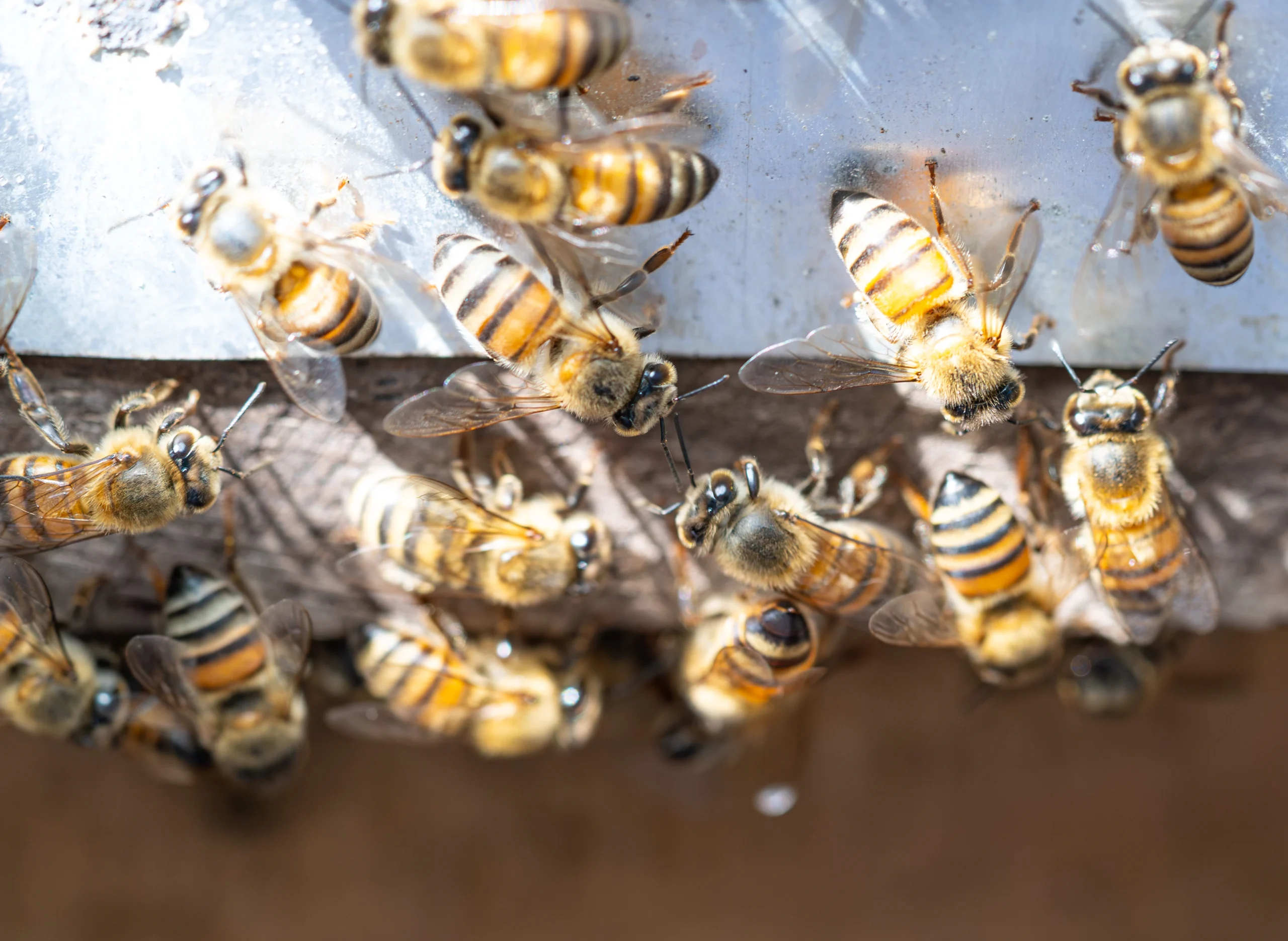 bees latinamerica, mangrove bees, bees guatemala.